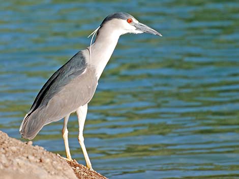 Black-crowned Night-Heron (Nycticorax nycticorax)