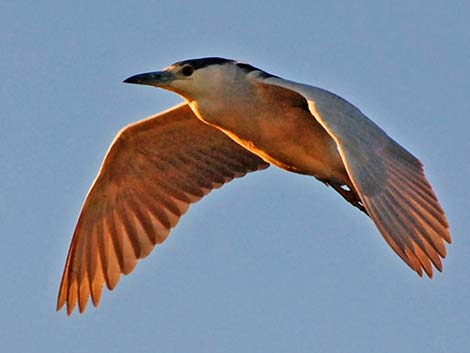 Black-crowned Night-Heron (Nycticorax nycticorax)