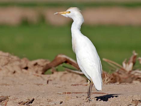 Cattle Egret (Bubulcus ibis)