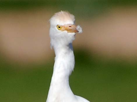 Cattle Egret (Bubulcus ibis)