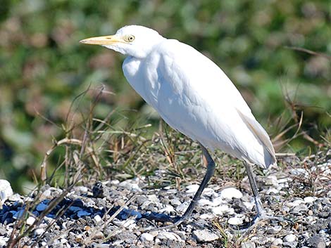 Cattle Egret (Bubulcus ibis)