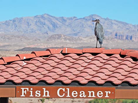 Great Blue Heron (Ardea herodias)