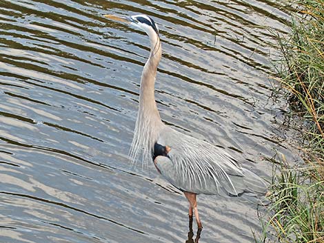 Great Blue Heron (Ardea herodias)