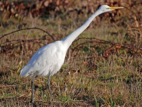 Ciconiiformes (in part) - Bitterns, Herons, Egrets, Ibis