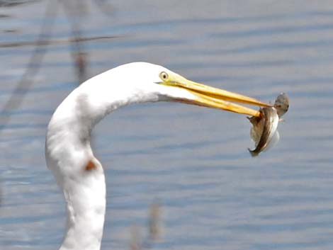 Great Egret (Ardea alba)