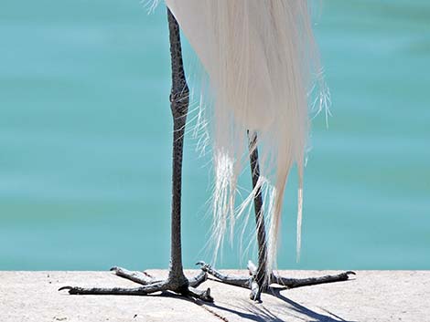 Great Egret (Ardea alba)