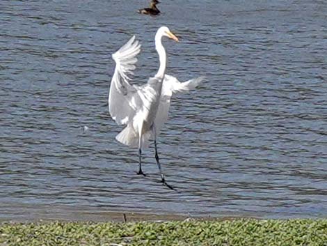 Great Egret (Ardea alba)