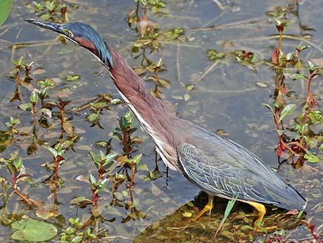 Green Heron (Butorides virescens)