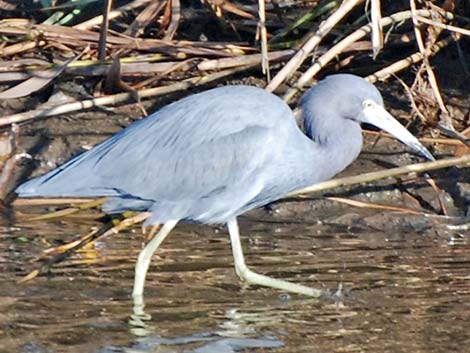 Little Blue Heron (Egretta caerulea)