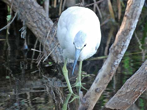 Little Blue Heron (Egretta caerulea)