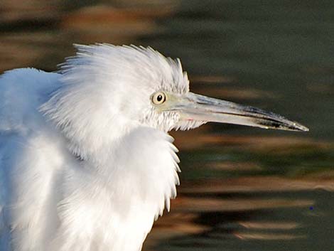 Little Blue Heron (Egretta caerulea)