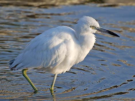 Little Blue Heron (Egretta caerulea)