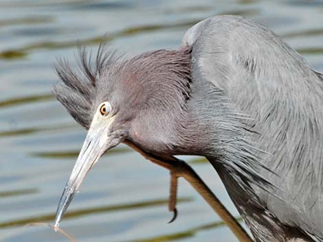 Little Blue Heron (Egretta caerulea)