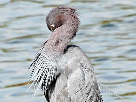 Little Blue Heron (Egretta caerulea)