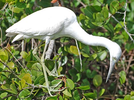 Little Blue Heron