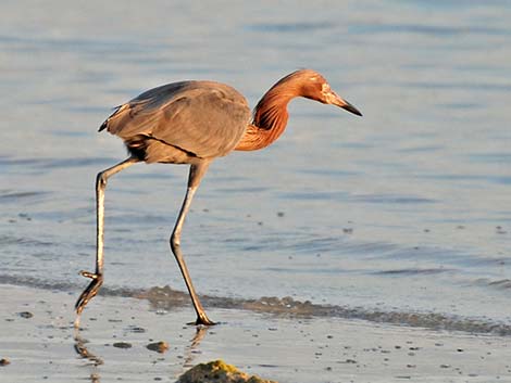 Reddish Egret (Egretta rufescens)