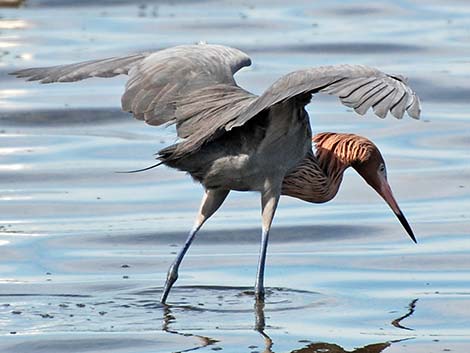 Reddish Egret (Egretta rufescens)