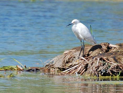 Snowy Egret (Egretta thula)