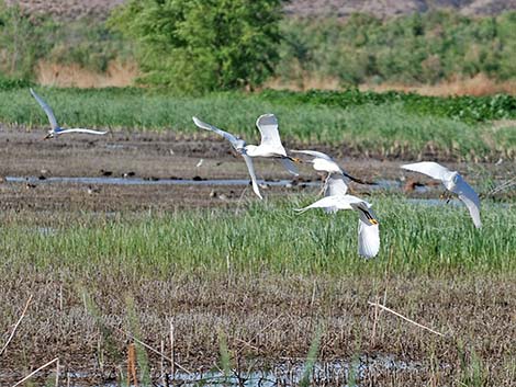 Snowy Egret (Egretta thula)