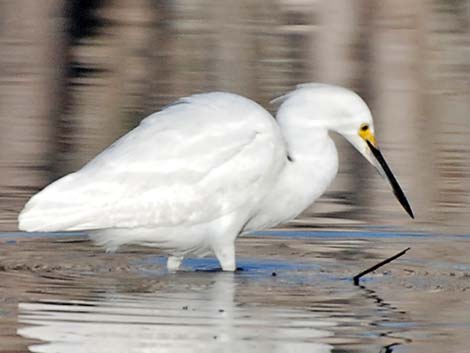 Snowy Egret (Egretta thula)