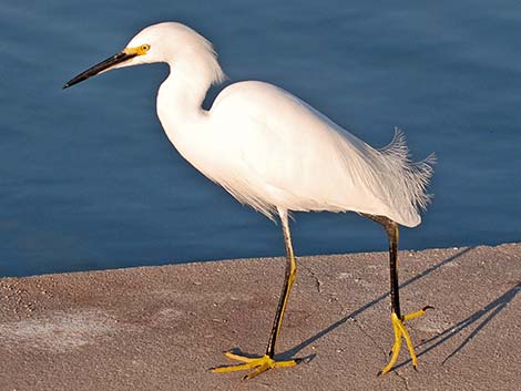 Snowy Egret (Egretta thula)