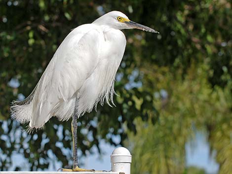 Snowy Egret (Egretta thula)