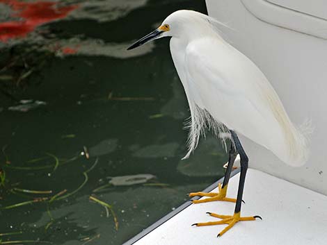 Snowy Egret (Egretta thula)