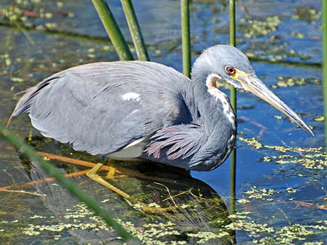 Tricolored Heron (Egretta tricolor)