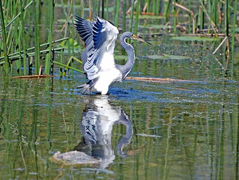 Tricolored Heron (Egretta tricolor)