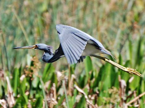 Tricolored Heron (Egretta tricolor)