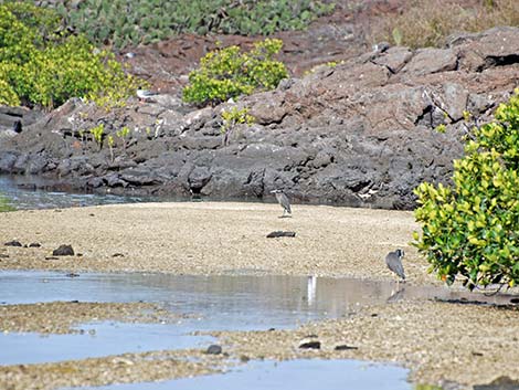 Yellow-crowned Night-Heron (Nyctanassa violacea)