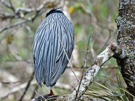 Yellow-crowned Night-Heron (Nyctanassa violacea)