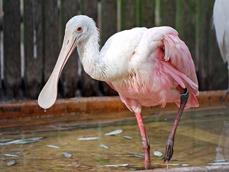 Roseate Spoonbill