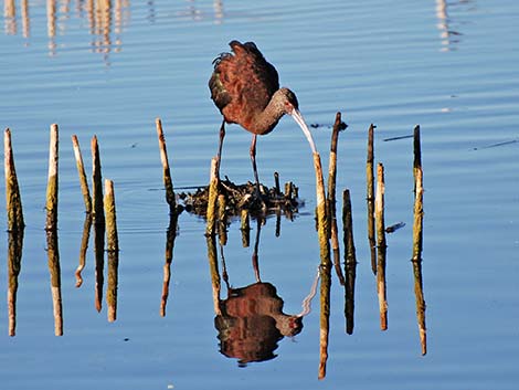 White-faced Ibis (Plegadis chihi)