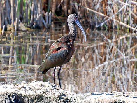 White-faced Ibis (Plegadis chihi)