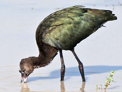 White-faced Ibis (Plegadis chihi)