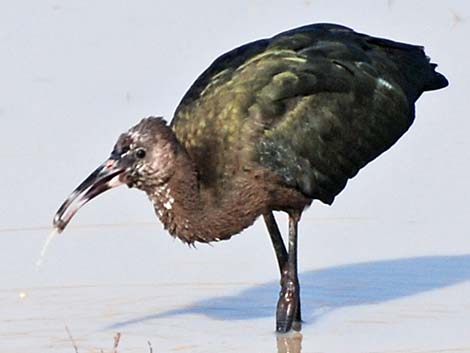 White-faced Ibis (Plegadis chihi)