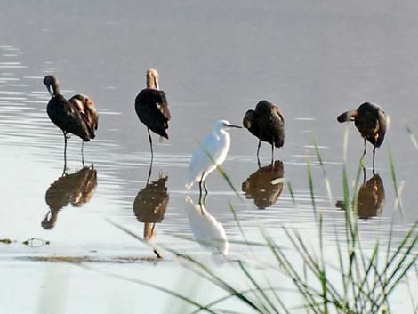 White-faced Ibis (Plegadis chihi)