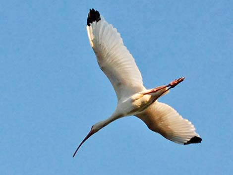 White Ibis (Eudocimus albus)