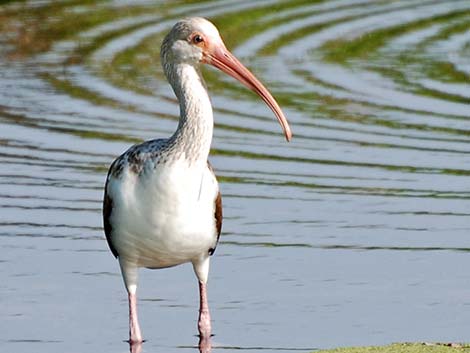 White Ibis (Eudocimus albus)