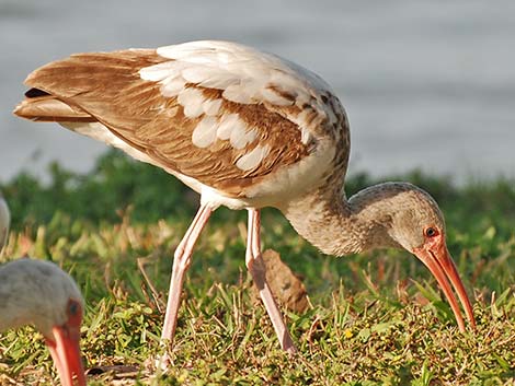 White Ibis (Eudocimus albus)