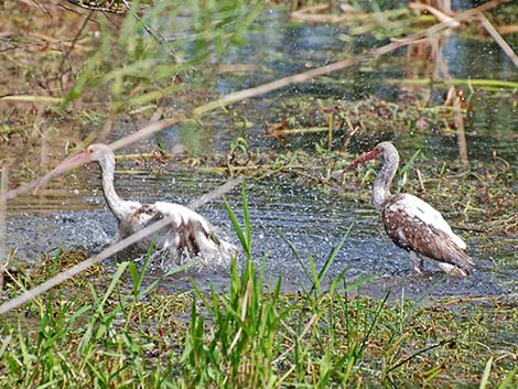 White Ibis (Eudocimus albus)