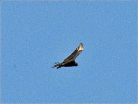 Black Vulture (Coragyps atratus)