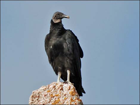 Black Vulture (Coragyps atratus)