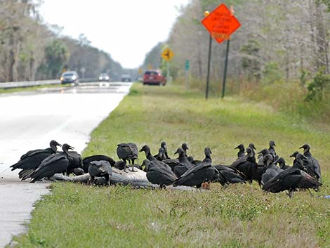 Black Vulture (Coragyps atratus)