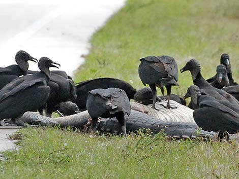 Black Vulture (Coragyps atratus)