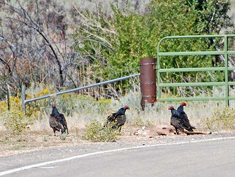 Turkey Vulture (Cathartes aura)