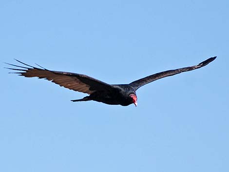 Turkey Vulture (Cathartes aura)