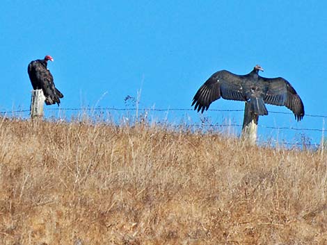 Turkey Vulture (Cathartes aura)