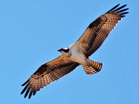 Osprey (Pandion haliaetus)